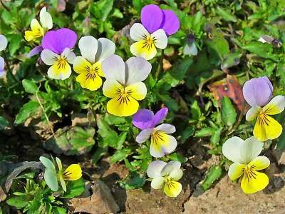 SEEDVILLE USA 50 Light JOHNNY JUMP UP Viola Tricolor Violet Flower Seeds