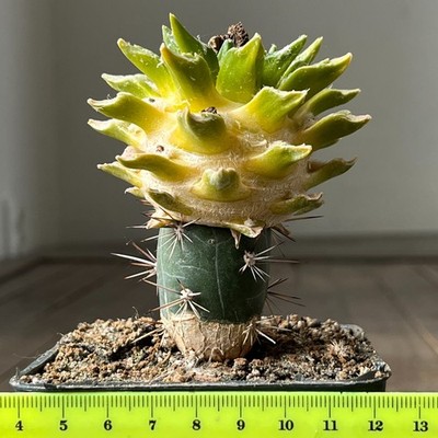 30-859 Cactus hybr (agavoides x kotschoubeyanus) f. variegata, grafted