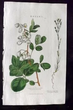 Good 1813 Hand Col Botanical Print. Oval Leaved Andromeda 05