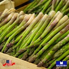 100 Asparagus Seeds UC 72 Non-GMO Heirloom BOGO 50% OFF