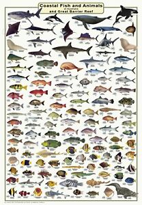 Australian Saltwater Fish Identification Chart