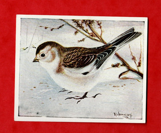 BIRDS OF CANADA IMPERIAL TOBACCO Co 1 TYPE CARD SNOW BUNTING No. 59