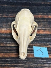 Real Grey Fox Unique Animal Mount Halloween Skull Art Craft Mountain Man Canine