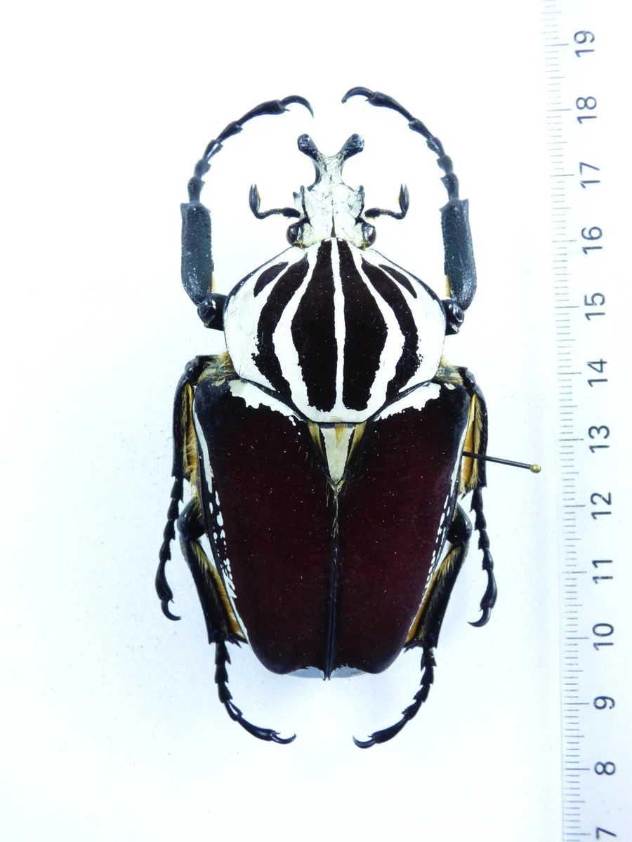 Goliathus Beetle for sale | eBay