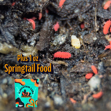 30 Thai Red Lobella Springtails W/ 1 oz Food Rare Starter Culture Feeder LAG