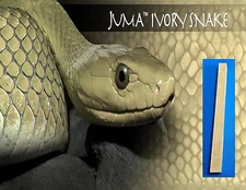 1 JUMA ® IVORY SNAKE PEN BLANK  .750" x .750" x 12" STEM TURNING SQUARE