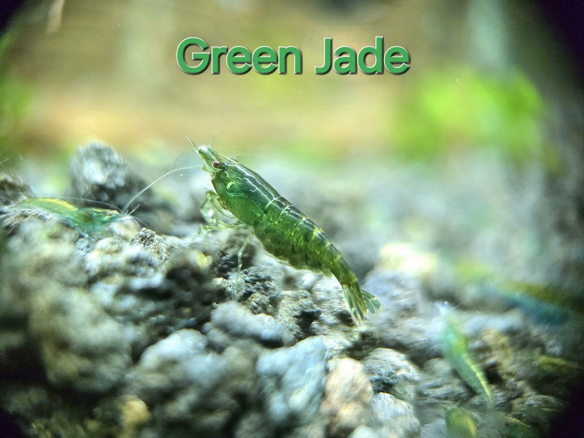 10+2 PLUS $10 Plants Green Jade 🦐 - Neocaridina Freshwater Shrimp