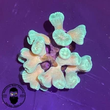 ARK Candy Cane LPS- 1 Head 