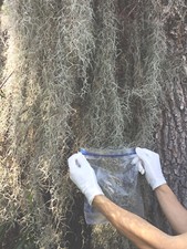 ORGANIC LIVE SPANISH MOSS Gallon Bag Florida Fresh Air Plant Farm, Live Oaks
