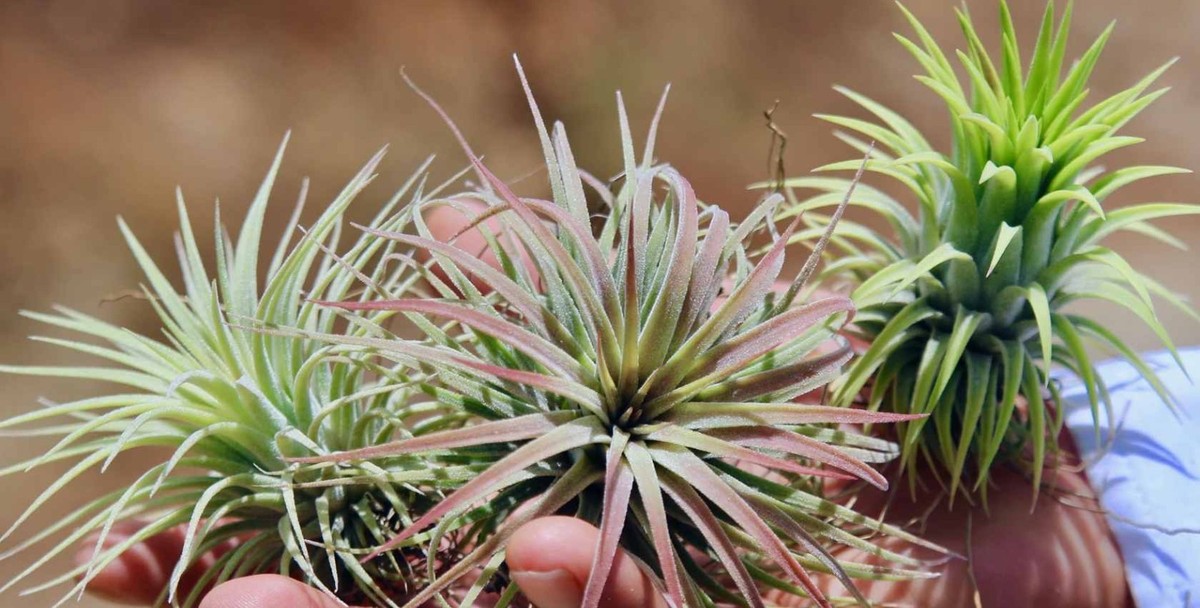 Air plant IONANTHA - ALL SPECIES - Tillandsia, house office terrarium  airplant | eBay