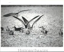 1984 Press Photo Black Skimmers Cluster With Bird Decoys, Texas Nesting Grounds