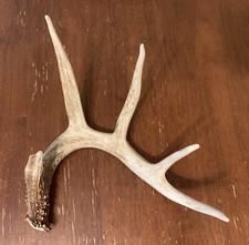 Wild Kentucky Whitetail Deer Antlers 5pt 5 Point Mount Taxidermy Decoration