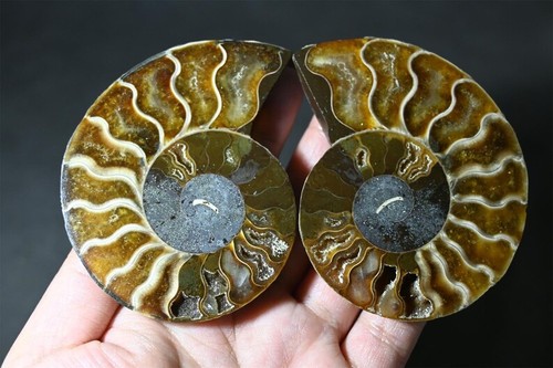 Un par de amonita natural fósil caracola mineral espécimen curación decoración cristal regalo - Imagen 2 de 10