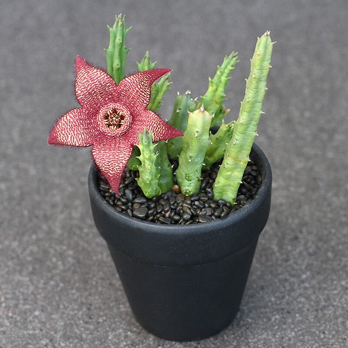 Stapelia gigantea Succulent plants potted Garden Bonsai Decoration Plants - 第 4/5 張圖片