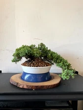 AWESOME! Fantastic Procumbens Nana Juniper Pre-Bonsai, 16 Yrs, Strong Trunk