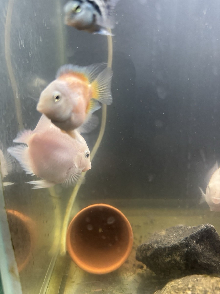 2” Snow ⛄️ White Parrot Cichlid (very Rare) Live Tropical Fish