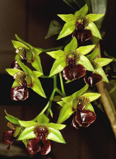 Dendrobium convolutum species orchid plant
