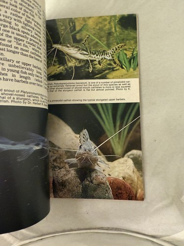 Tropical Fish Hobbyist Magazine Mai 1980 Killifishes Ghost Shrimp Goldfish Newt - Bild 5 von 7