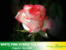 30 Seeds White Pink Hybrid Tea Flower Perennial Rose Seeds 1051