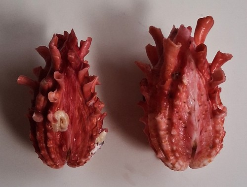 Sea Shell Cardita crassicosta 2 piezas. 39mm y 45mm, gema, bonito cuerpo de color, perfecto - Imagen 4 de 5