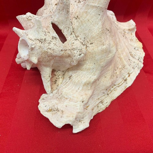 Conch Shell Natural 10″ x 8″ Imperfect - Picture 4 of 4
