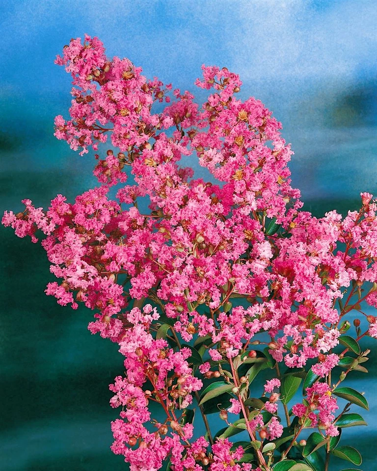Lagerstroemia indica 'Berry Dazzle', Kreppmyrte, pink, 30–35 cm - Bild 2 von 2
