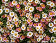 250 Mexican Daisy Seeds Erigeron karvinskianus Hardy Perennial Pollinator 