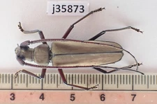 j35873. Insects, Cerambycidae sp. Vietnam South