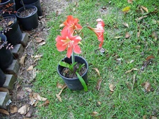 SPRING AMARYLLIS BULBS