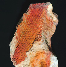 Museum quality pre dinosa plant fossil lycopod rare Bergeria dilatata w foliage