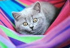 Katzen Postkarte