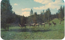 Dexter #4091 Group of Elk in the Mountains  - Vintage 1966 Postcard
