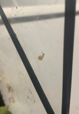 2 Baby Mystery Garden Snails