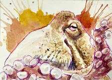 ACEO Original Art Watercolor Giant Pacific Octopus PEEK A BOO by Andy Aby