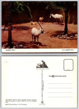Vintage Los Angeles Zoo Postcard Arabian Oryx J.R. Eyerman Mike Roberts