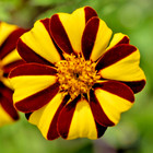 200x Dandy Striped French Marigold Seeds - Tagetes patula nana - Annual Blooms