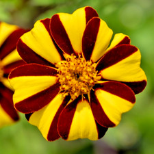 200x Dandy Striped French Marigold Seeds - Tagetes patula nana