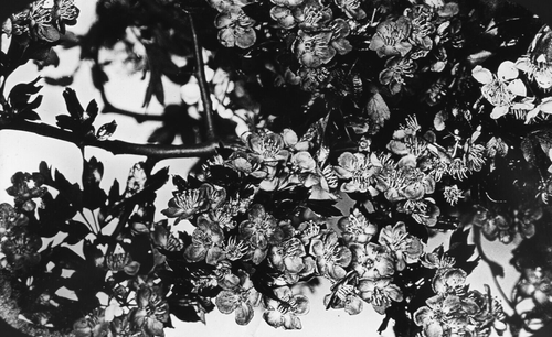 Photo HAWTHORNE FLOWERS C1910 Magic Lantern Slide PHOTOGRAPHERS FLOWER STUDY - Picture 4 of 5