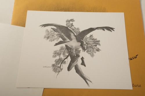 Peter Darro Wildlife Print Folio 2 (UC3/JSF6) Great Moments in Nature 10 Prints - Picture 16 of 17