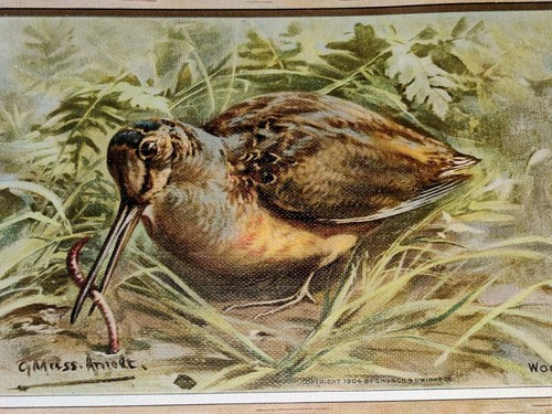 Antique 1904 Woodcock Lithograph Card Sign Gustav Muss Arnott 11" x 7 3/8" - Picture 4 of 5