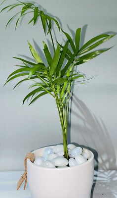 2 gallon monstera deliciosa Monstera deliciosa, Split leaf – Plant Material main image 1