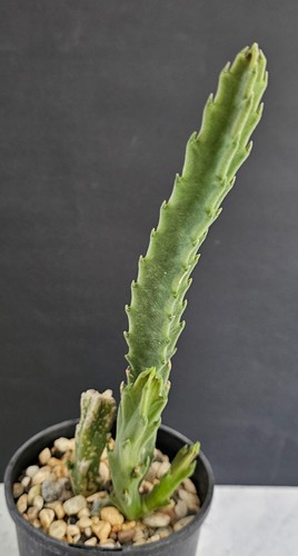 STAPELIA GRANDIFLORA - CARRION PLANT/STARFISH FLOWER ESTABLISHED 27 cm (2596) - Picture 3 of 9