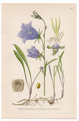 1926 Lindman Botanical Flower Print, Peach-leaved Bellflower