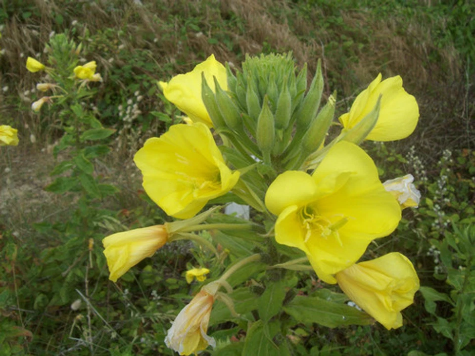 Huile d'onagre bio vierge pure 100 ml