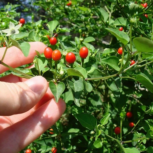 TEPIN CHILE CHILTEPIN PETIN SEEDS 20 SEEDS PIQUIN CHILE SPICY CHILI HOT