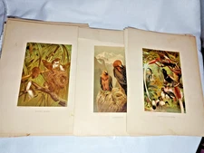 WILDLIFE ART PRINTS LOT OF 19 chromolithograph LOUIS PRANG, SELMAR HESS