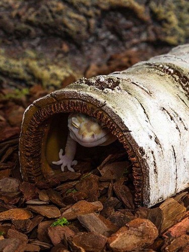 Pet Artificial Birch Log Bearded Dragon Hide Cave Reptile Hideout Cave ## - Picture 17 of 23
