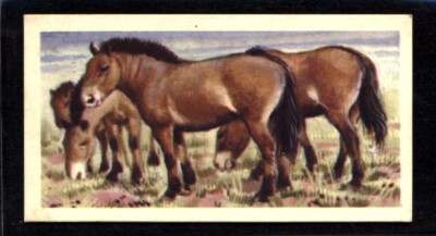 Brooke Bond Asian Wild Life (1962) Mongolian Wild Horse No. 41
