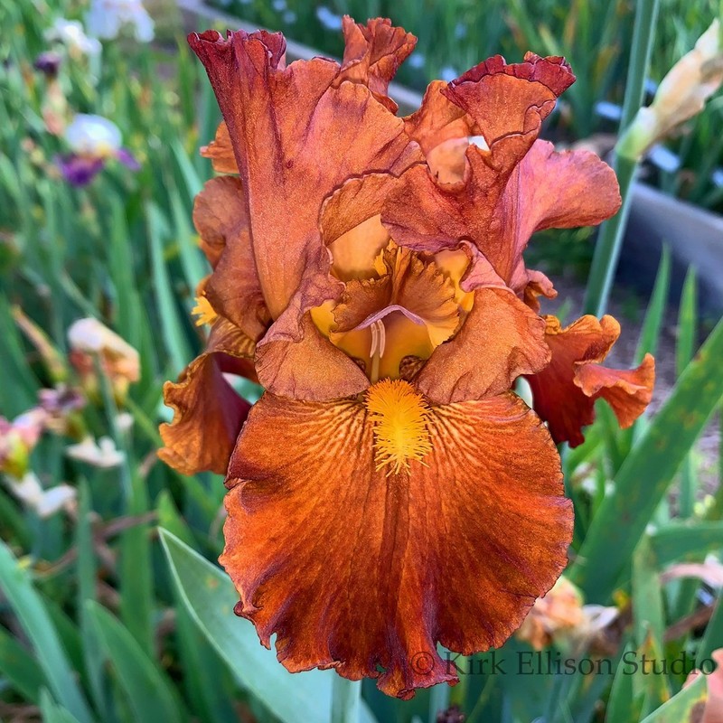 Tall Bearded Iris Rhizome "LOCO COCO"  Tom Burseen  2013  AWARD!