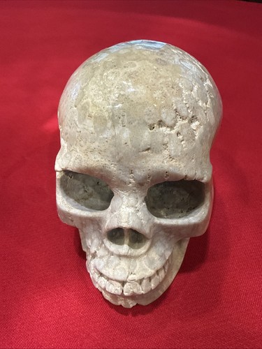 5.0" Coral Fossil Hand Carved Crystal Skull, Realistic, Crystal Healing